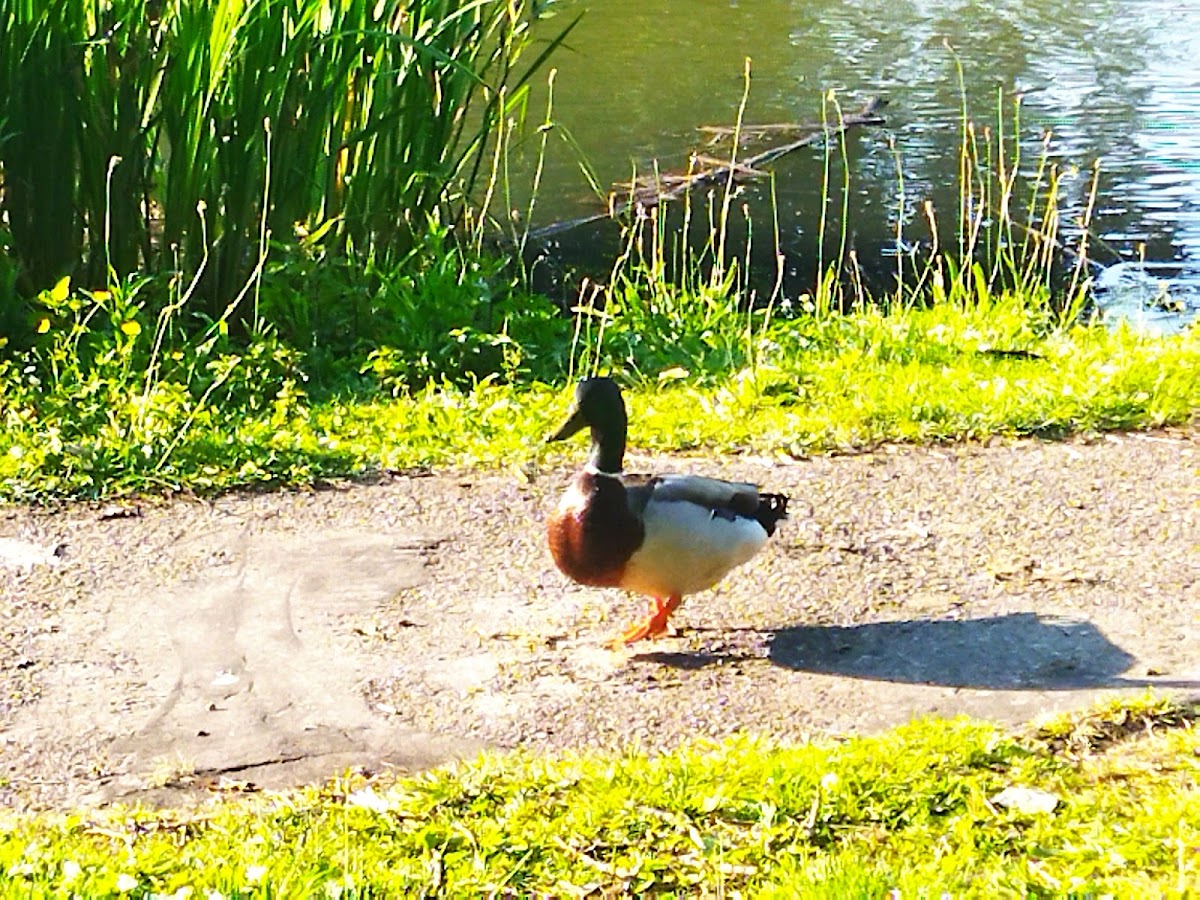 Vijver en natuur bij De Edelvijver