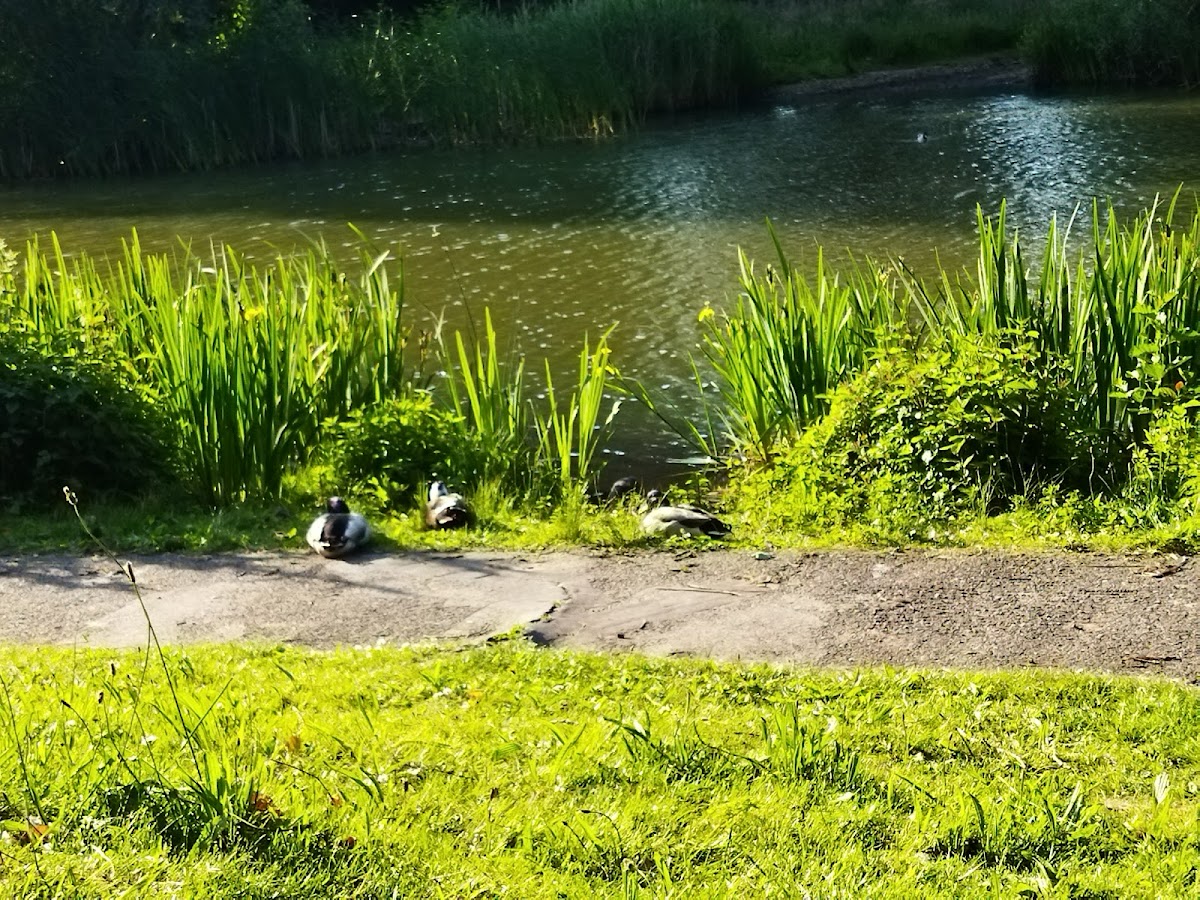 Wandelpad langs de vijver