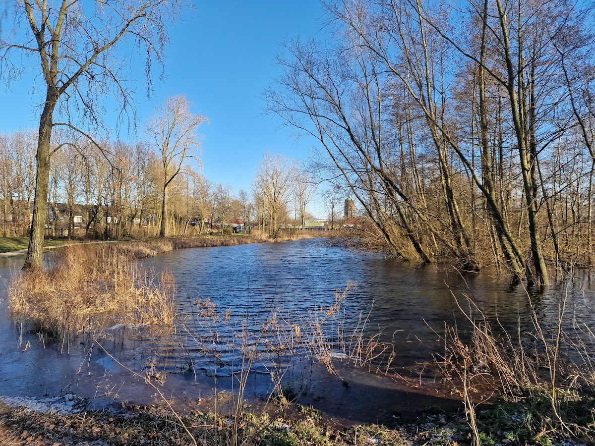 Eenden bij De Edelvijver